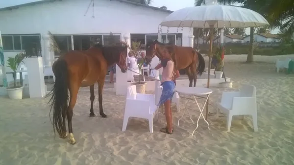 Come to Barista Bar for a drink and say hi to our beautiful horses.